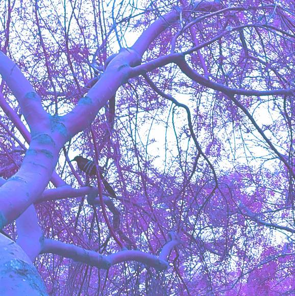 Meet your Posher, Tina - Picture 1 of 1